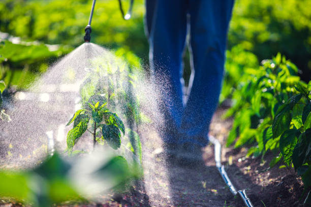 Indoor Pest Control in Rock Island, WA